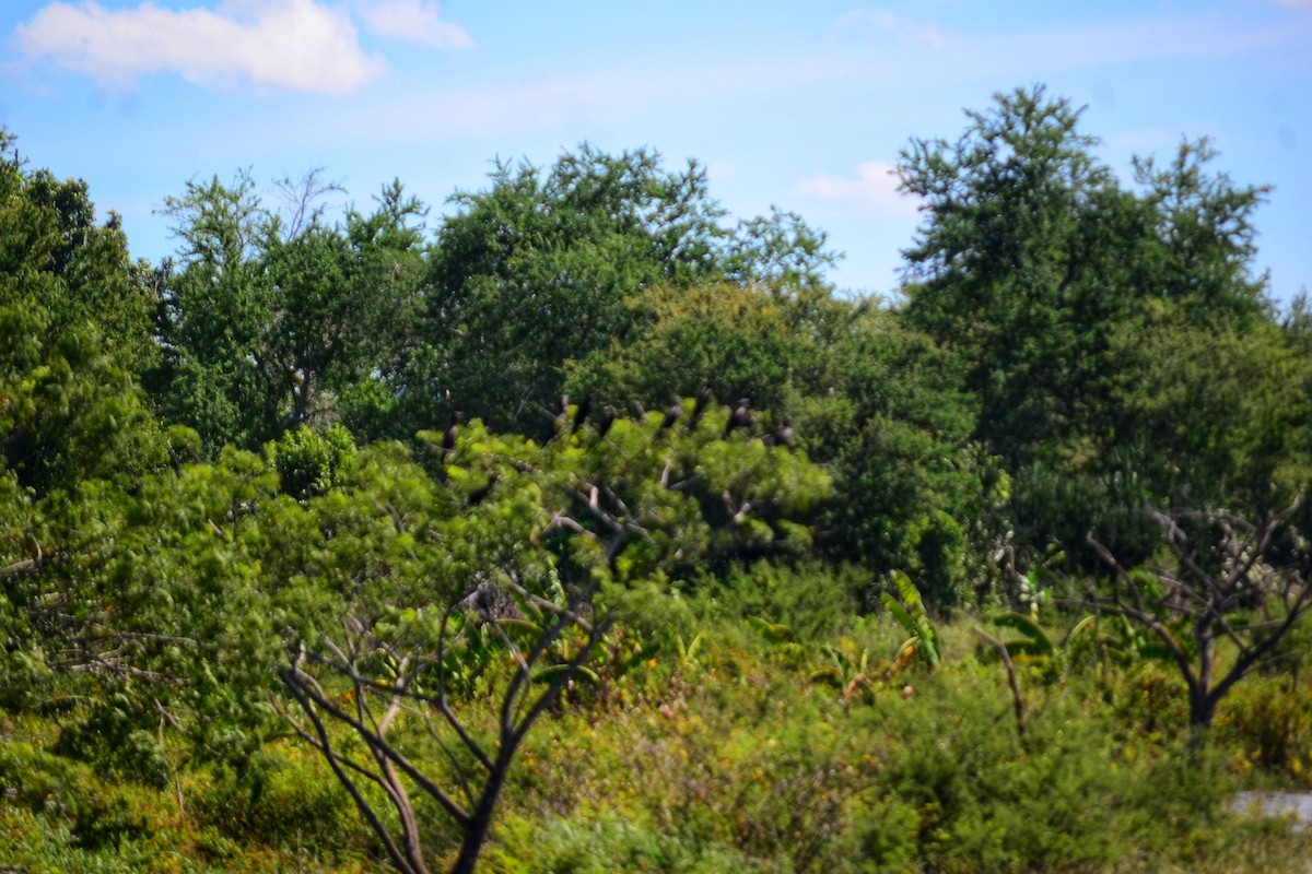 Neotropic Cormorant - ML643309323