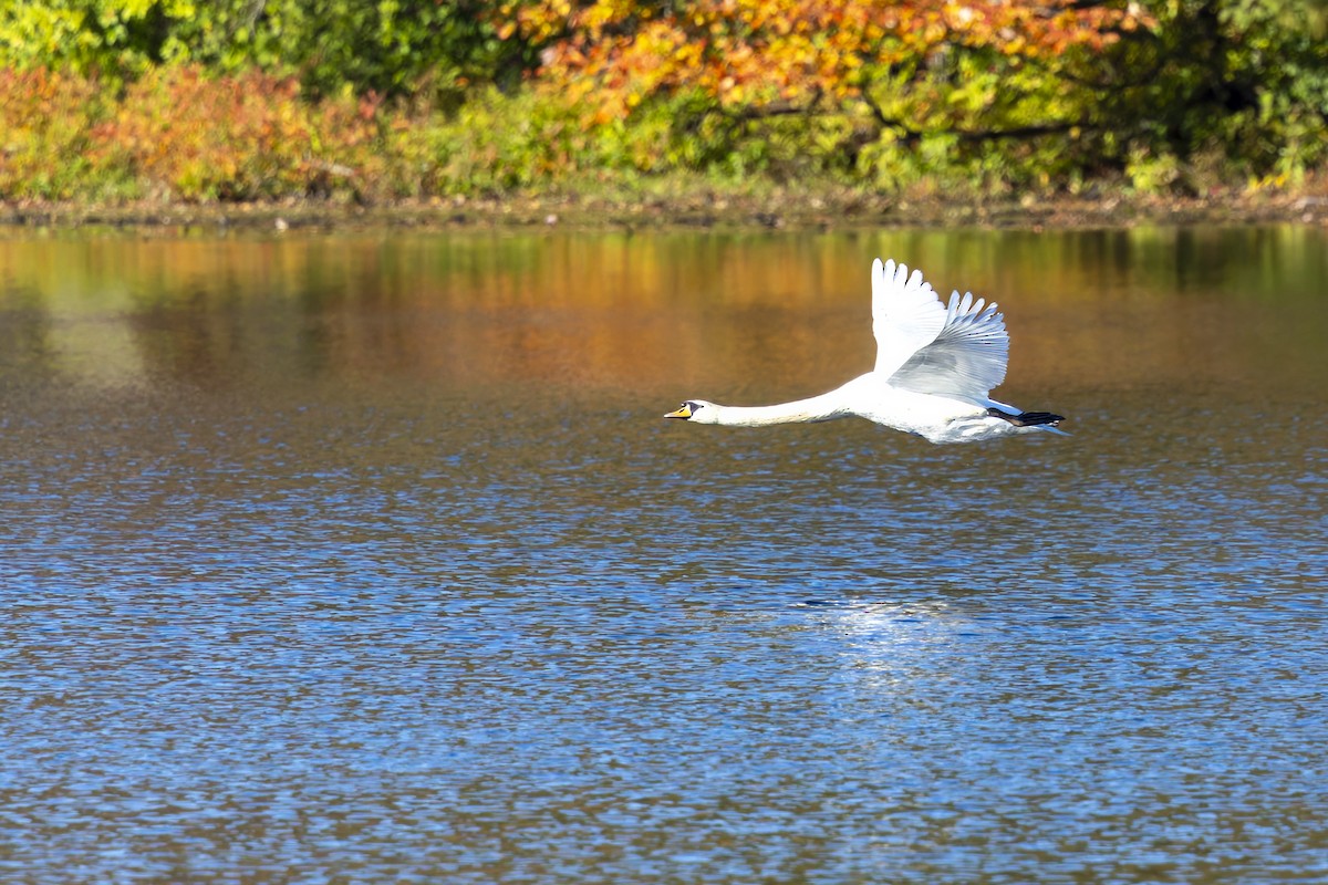 Mute Swan - ML643309327