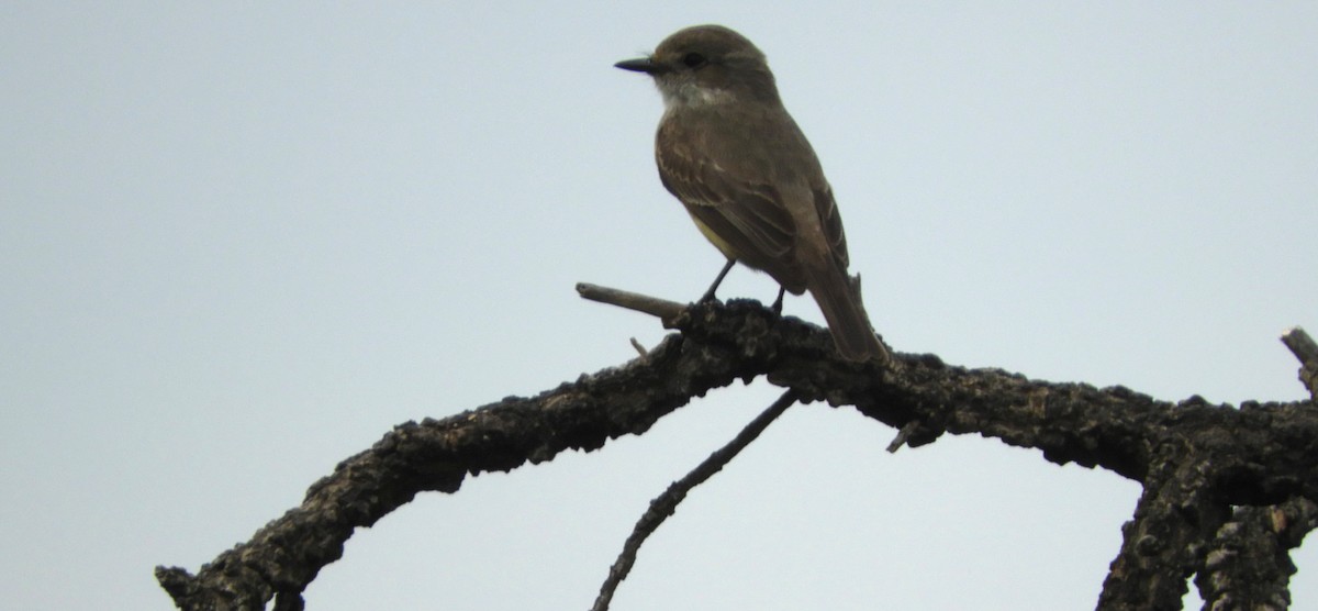 Vermilion Flycatcher - ML643309335