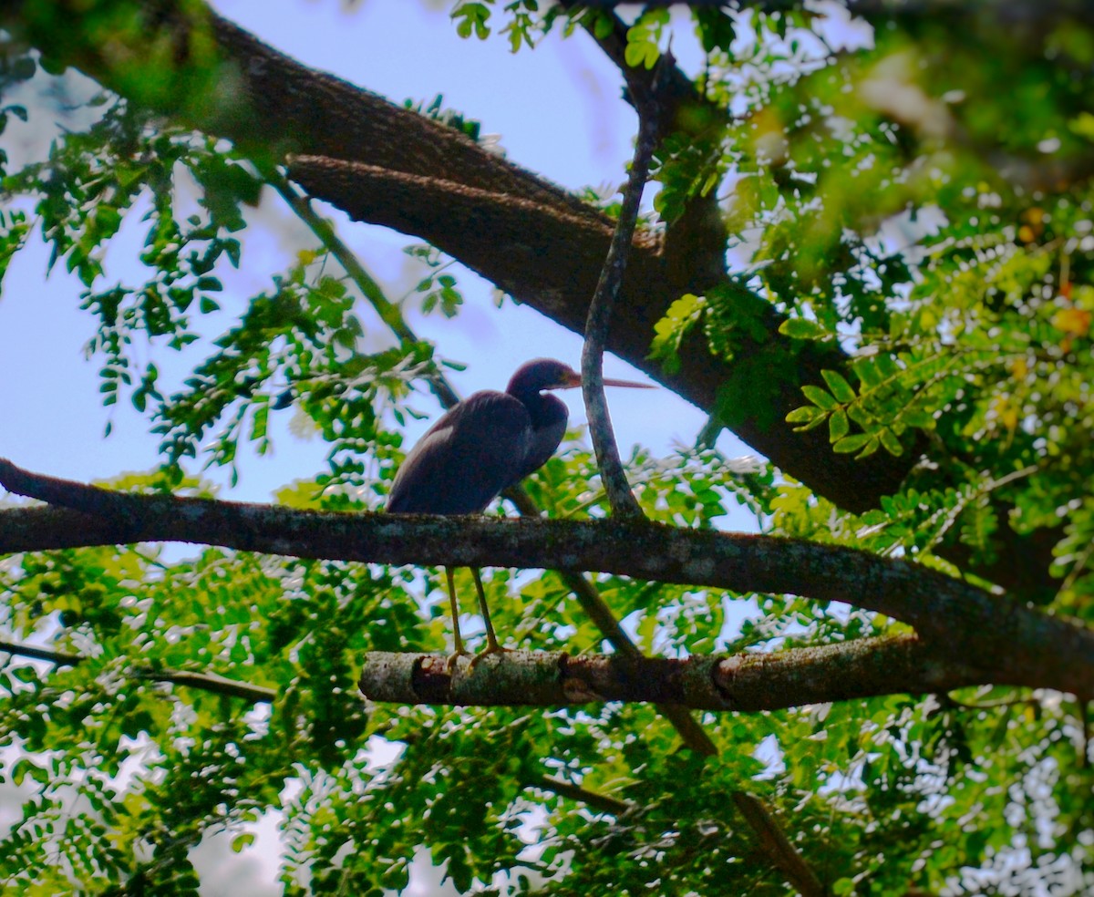 Tricolored Heron - ML643309358