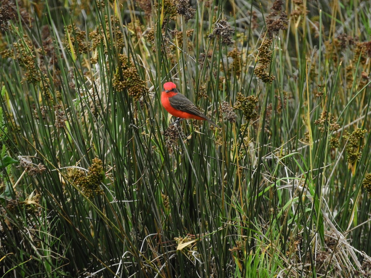 Vermilion Flycatcher - ML643309364