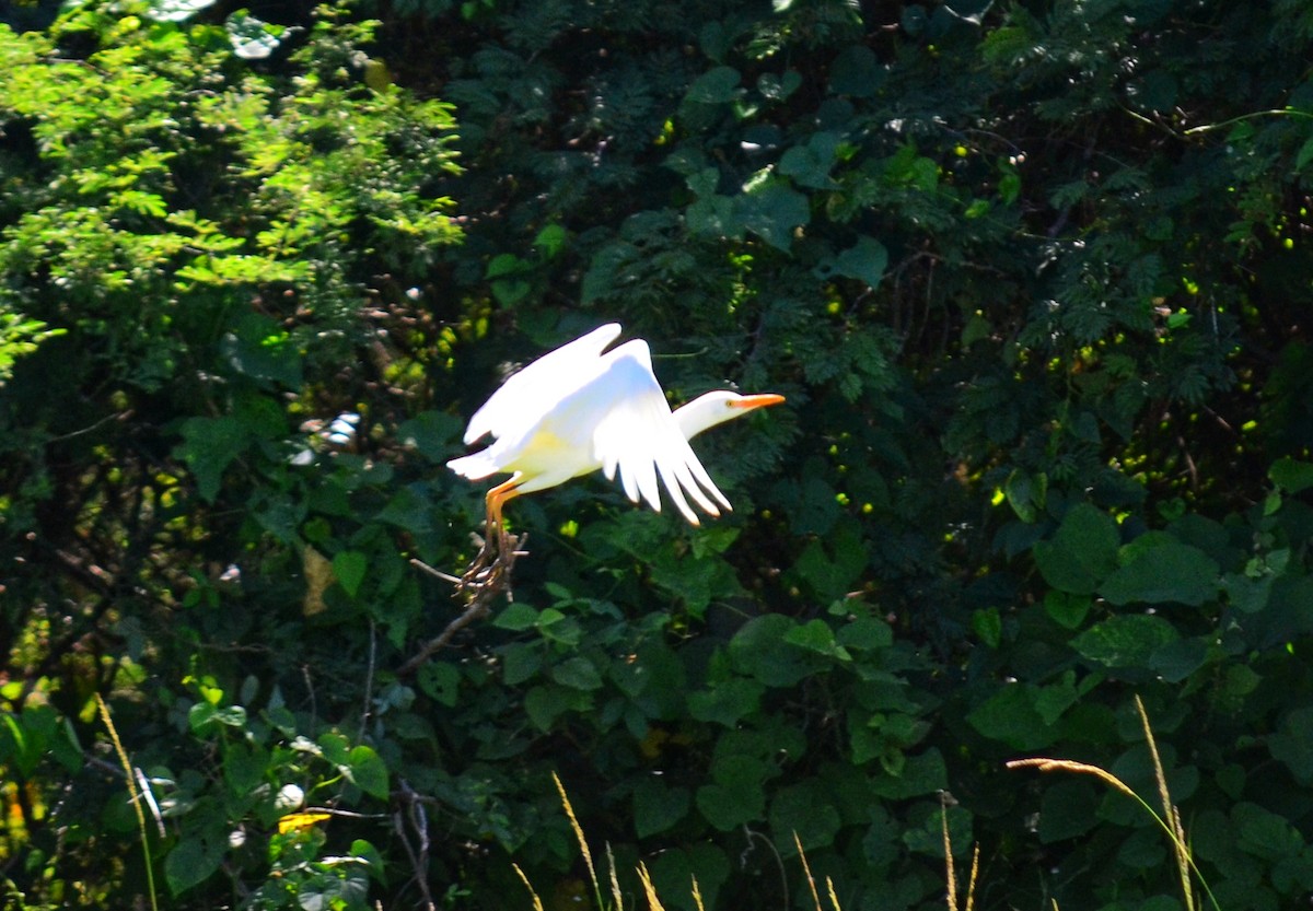 Western Cattle-Egret - ML643309387