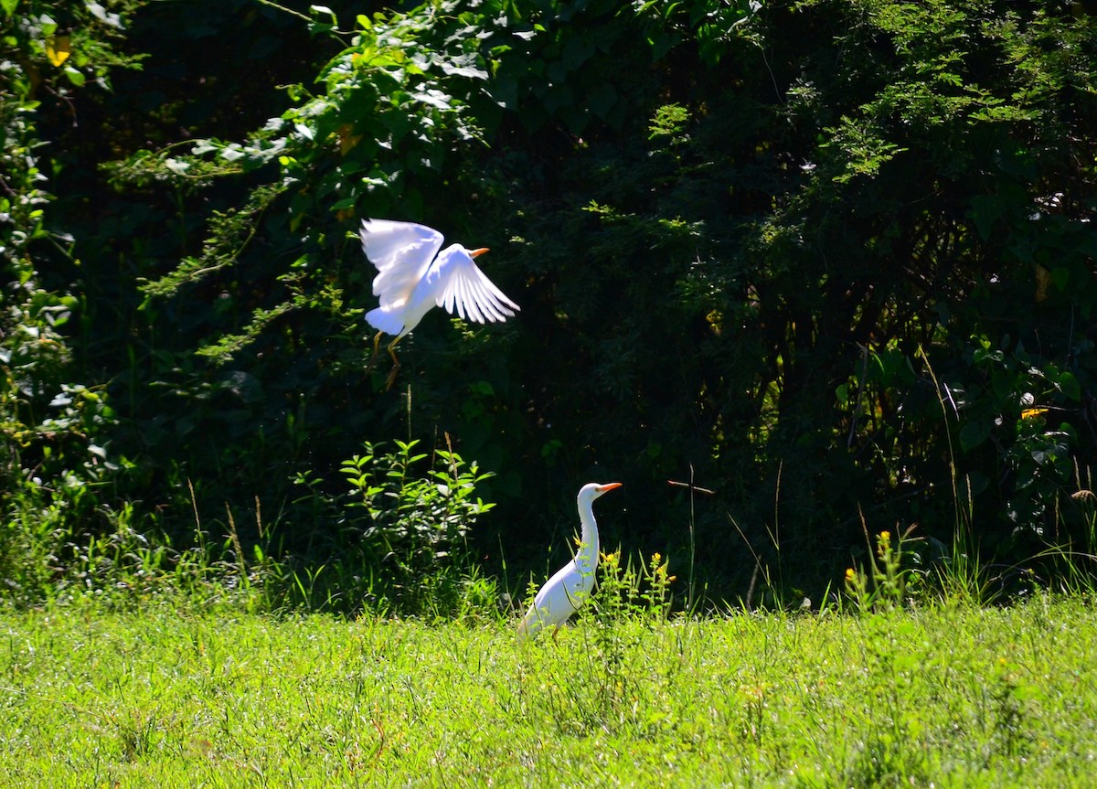 Western Cattle-Egret - ML643309388