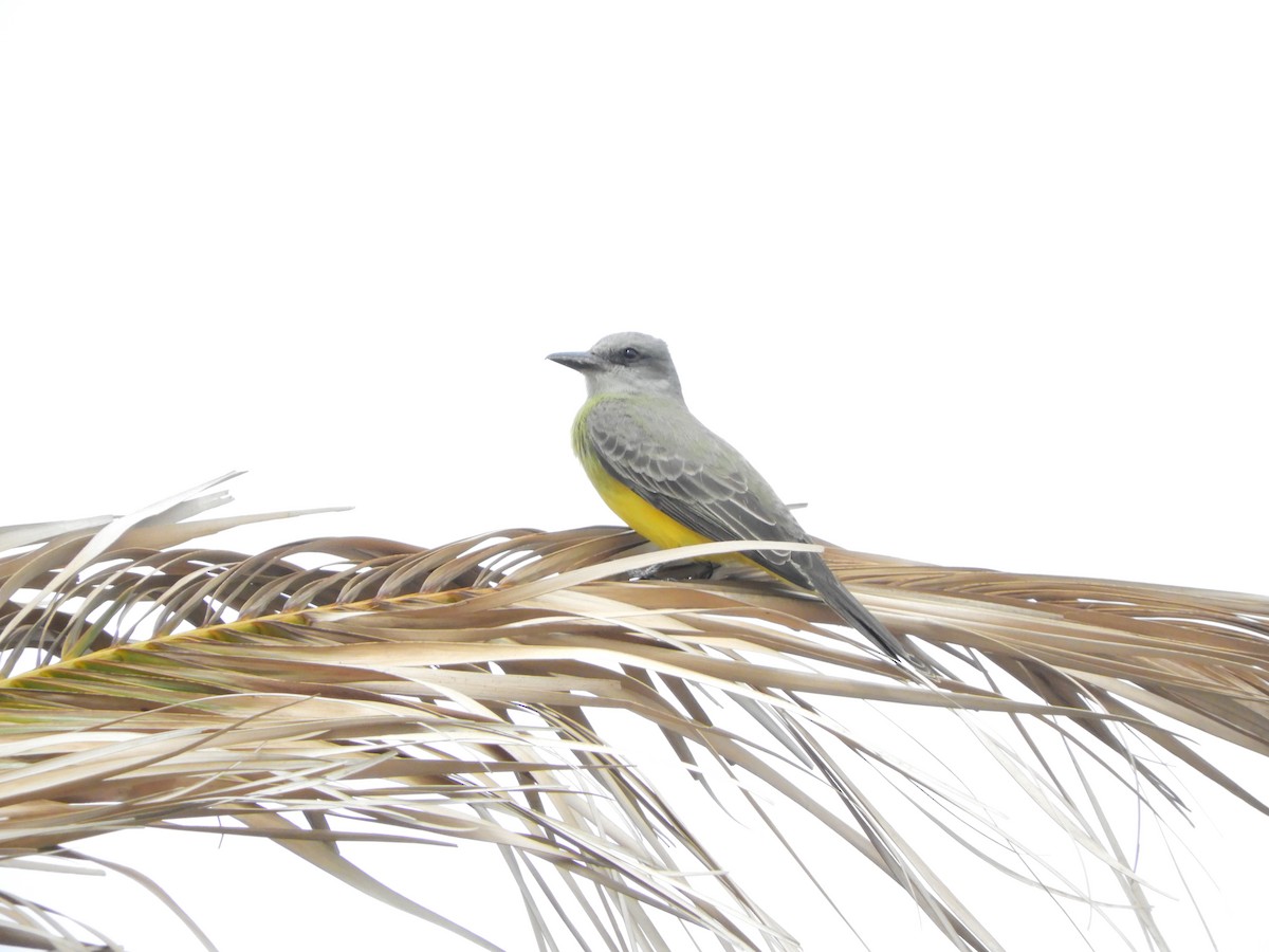 Tropical Kingbird - ML643309395