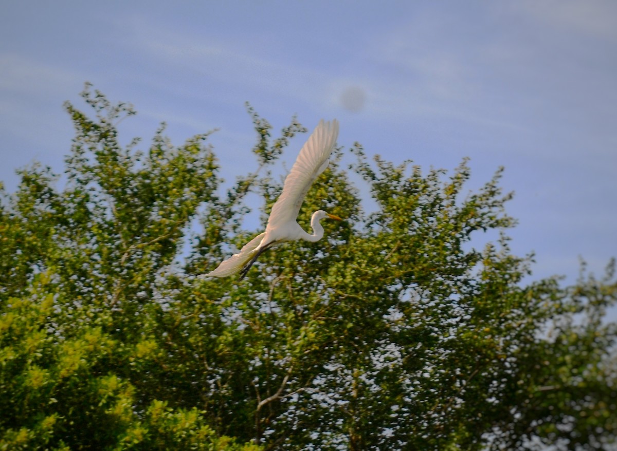 Great Egret - ML643309427