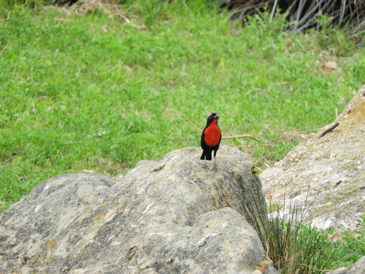 White-browed Meadowlark - ML643309446