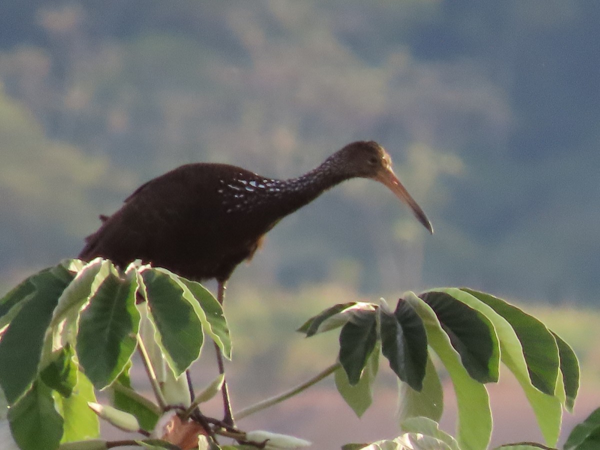 Limpkin - ML643309447