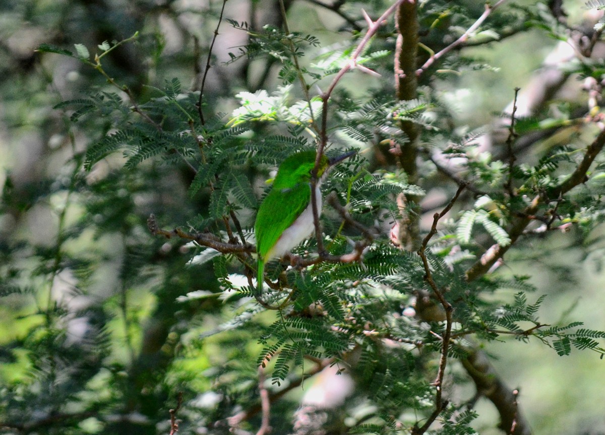 Cuban Tody - ML643309448