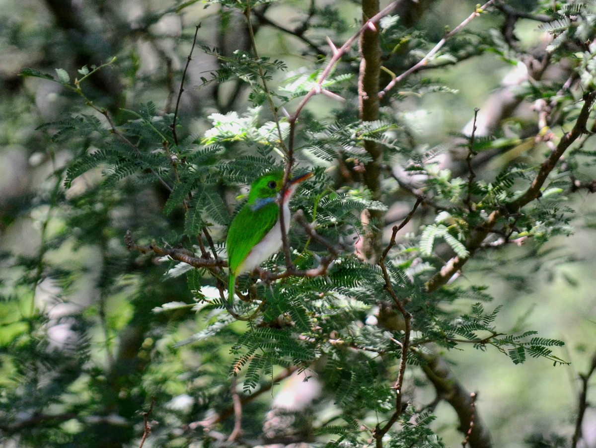 Cuban Tody - ML643309449