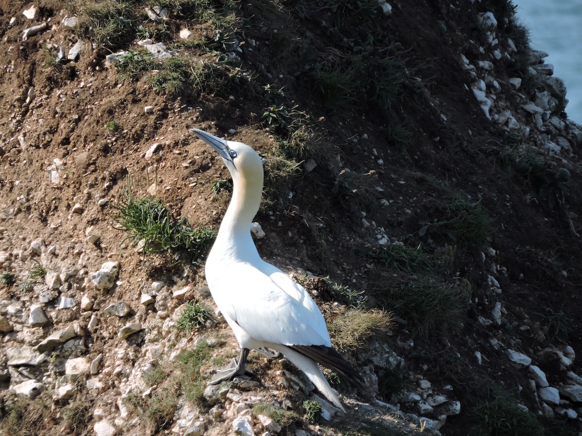 Northern Gannet - ML643309464