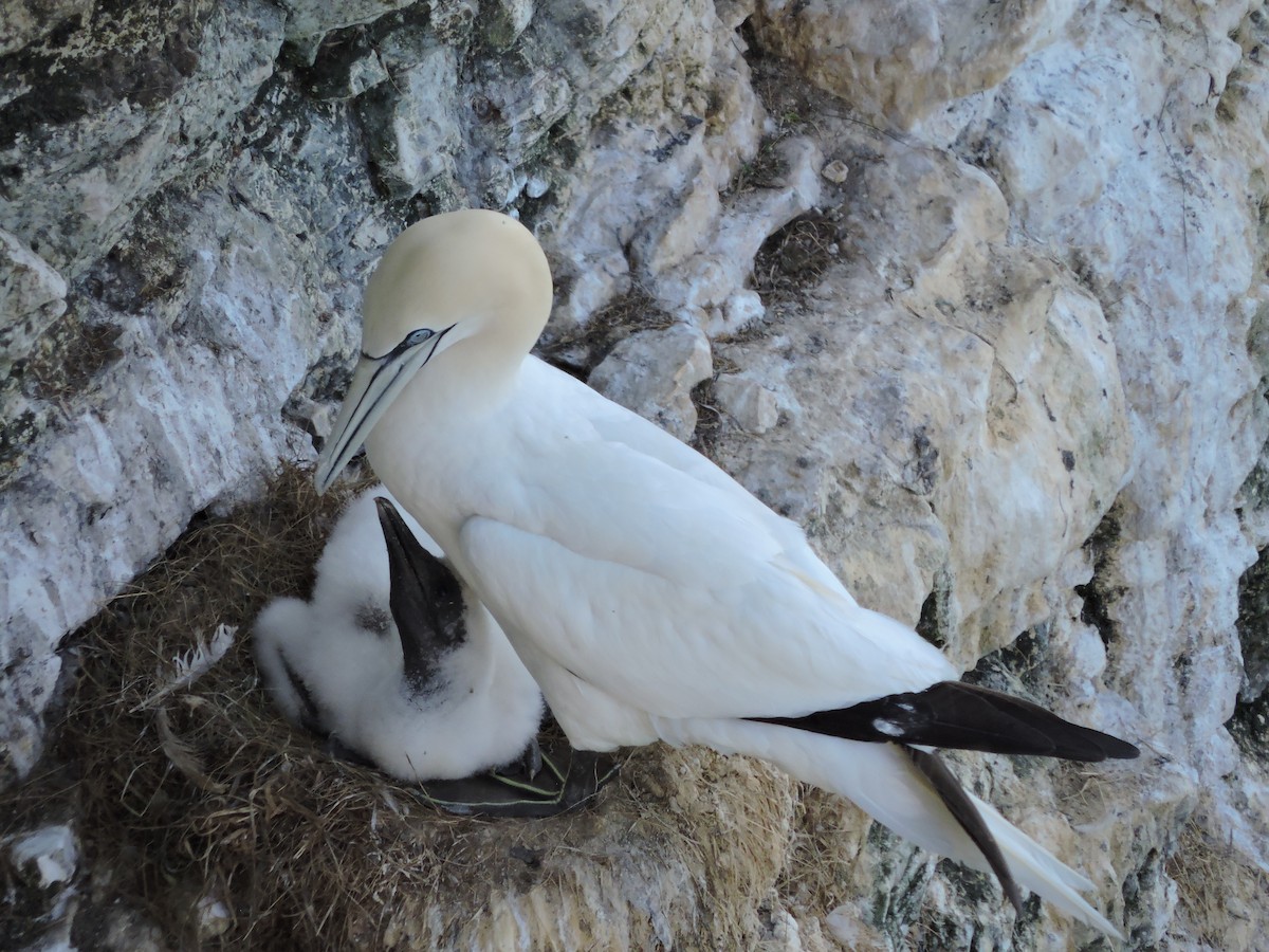 Northern Gannet - ML643309469