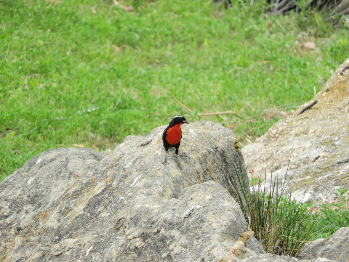 White-browed Meadowlark - ML643309470