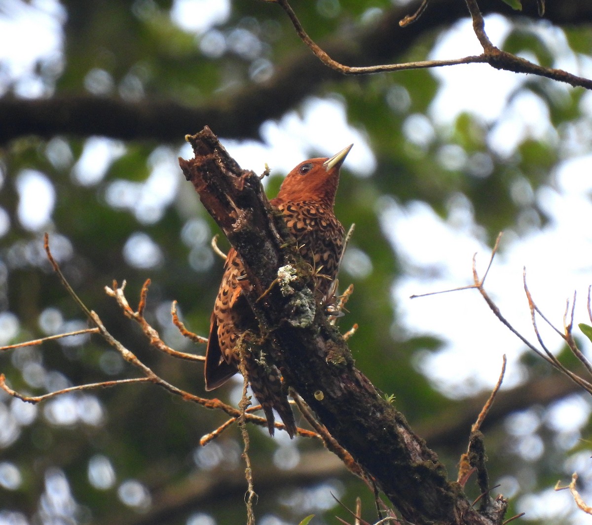 Cinnamon Woodpecker - ML643309477