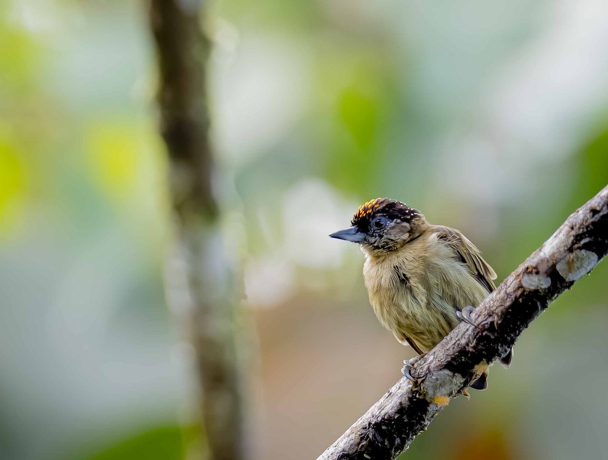 Olivaceous Piculet - ML643309496