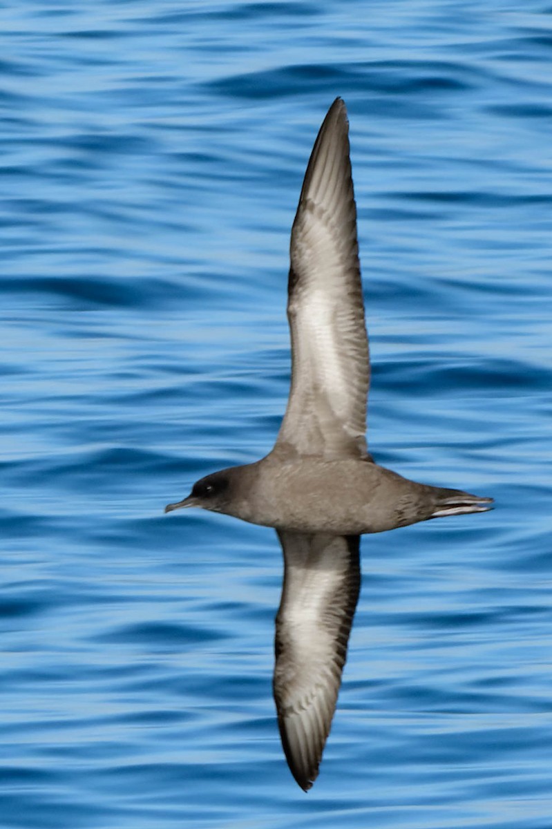 Short-tailed Shearwater - ML643309512