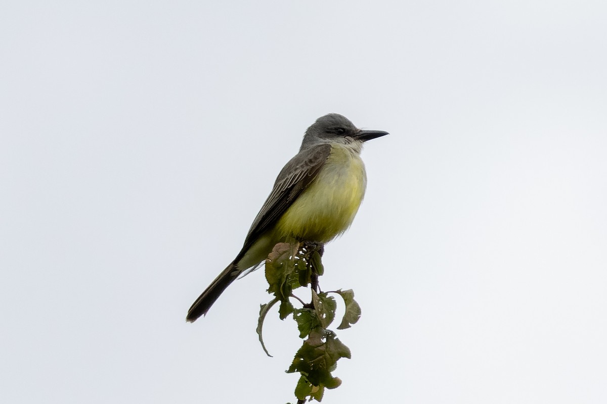 Tropical Kingbird - ML643309514