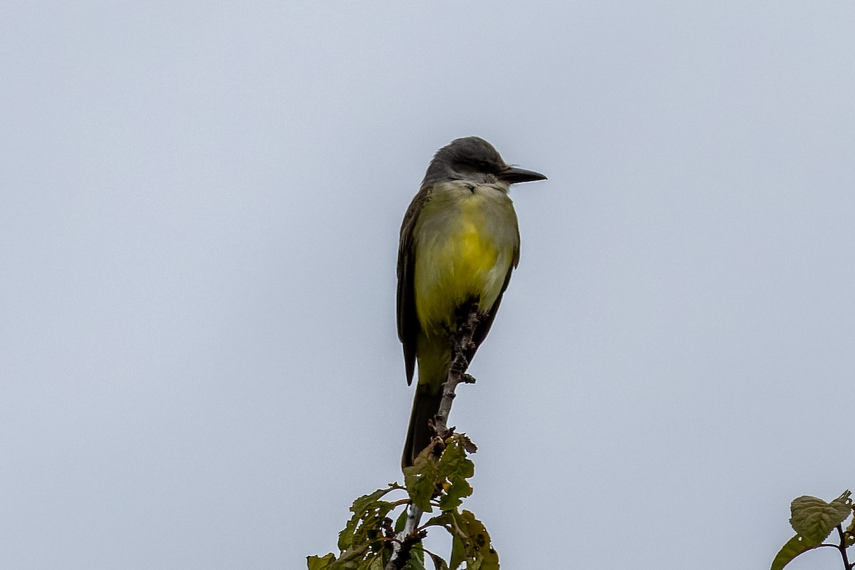 Tropical Kingbird - ML643309515