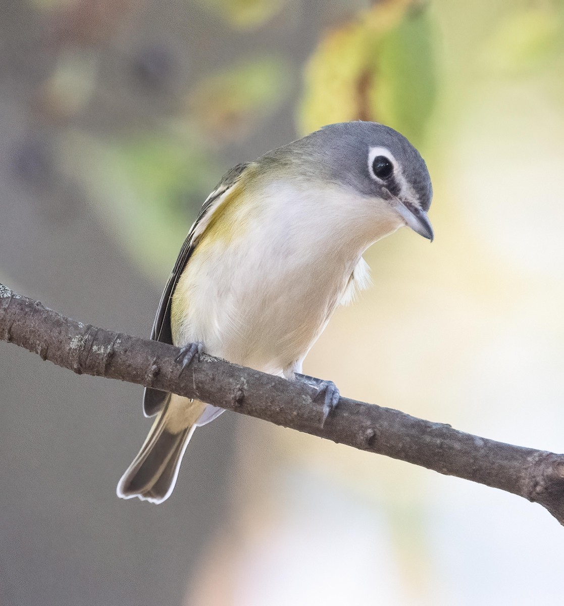 Blue-headed Vireo - ML643309524