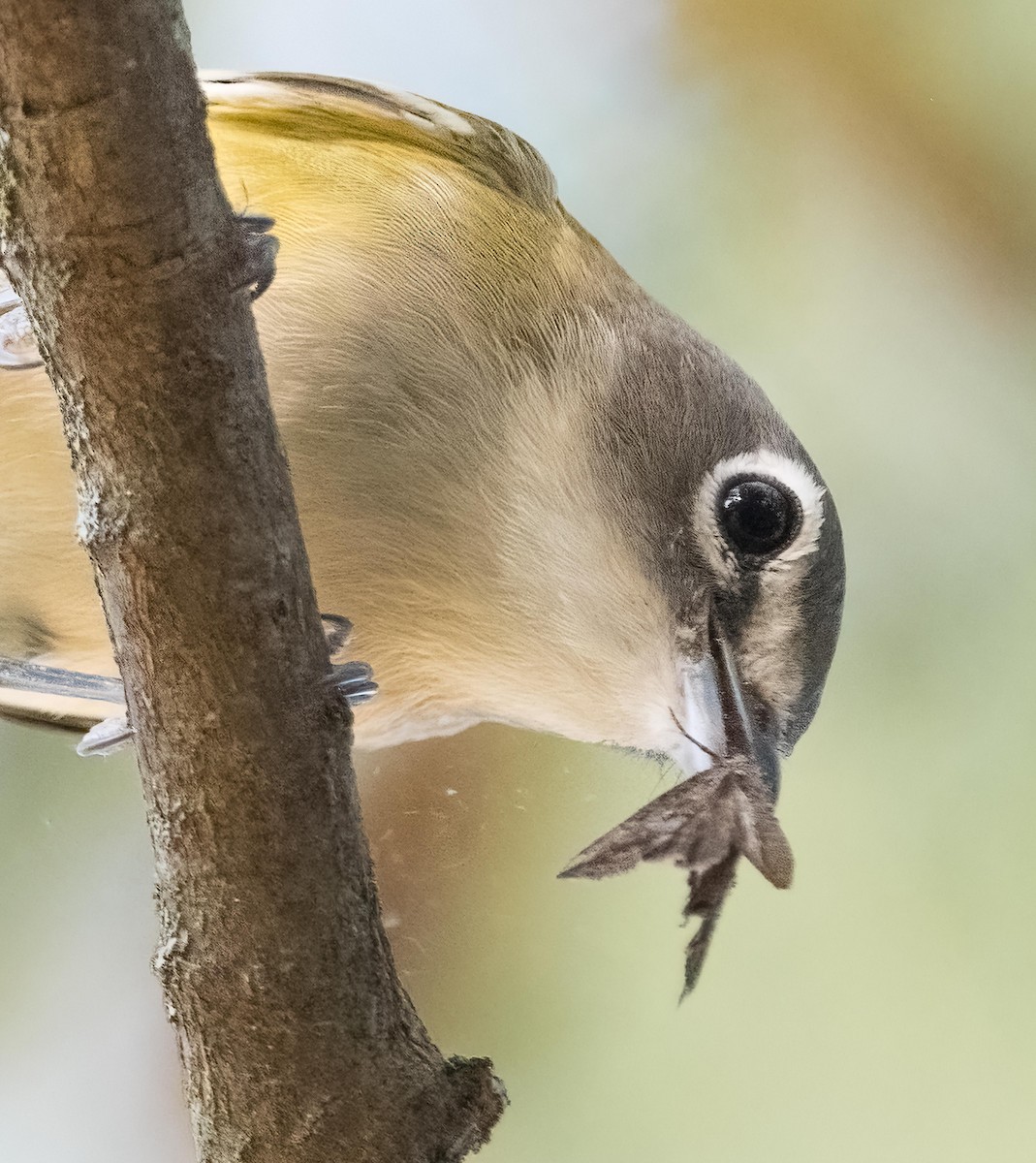 Blue-headed Vireo - ML643309525