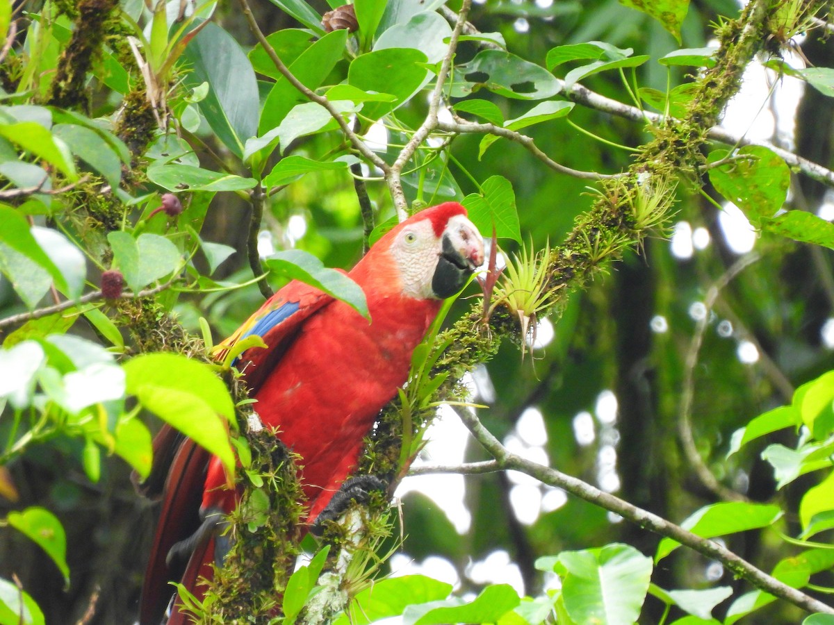 Scarlet Macaw - ML643309530