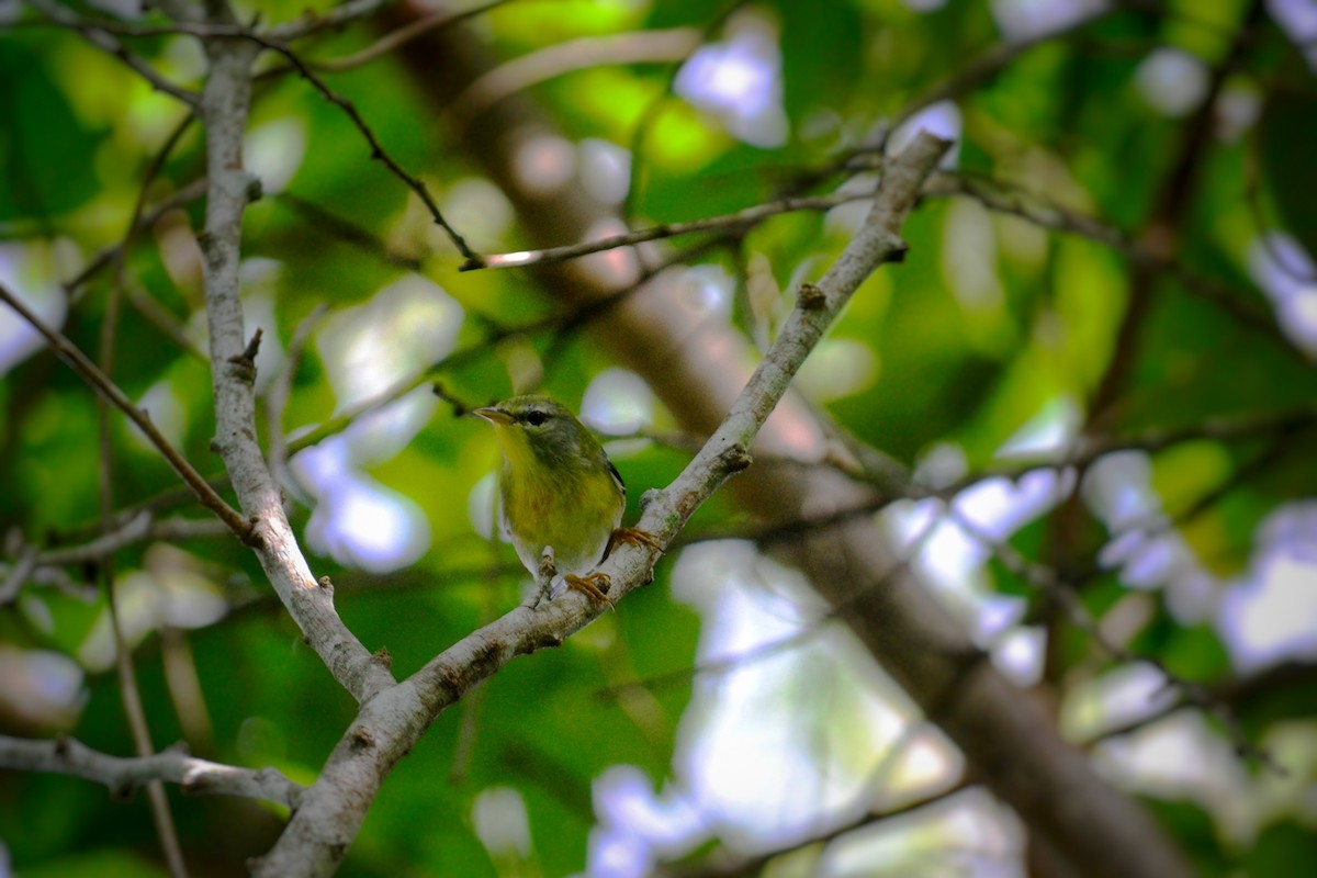 Northern Parula - ML643309531