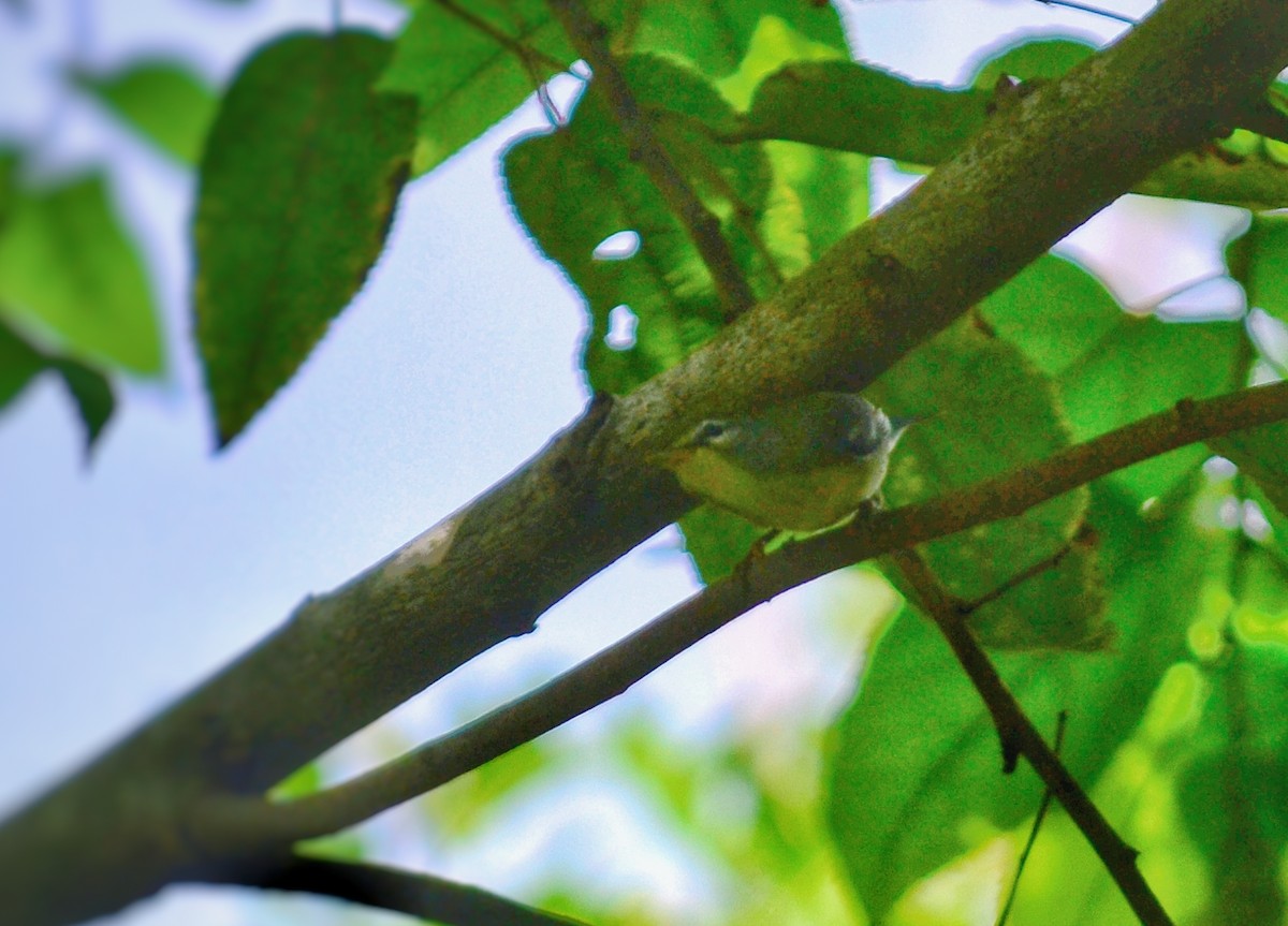 Northern Parula - ML643309532