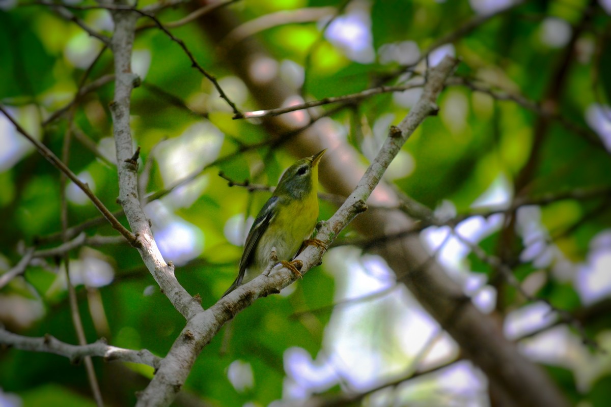 Northern Parula - ML643309533