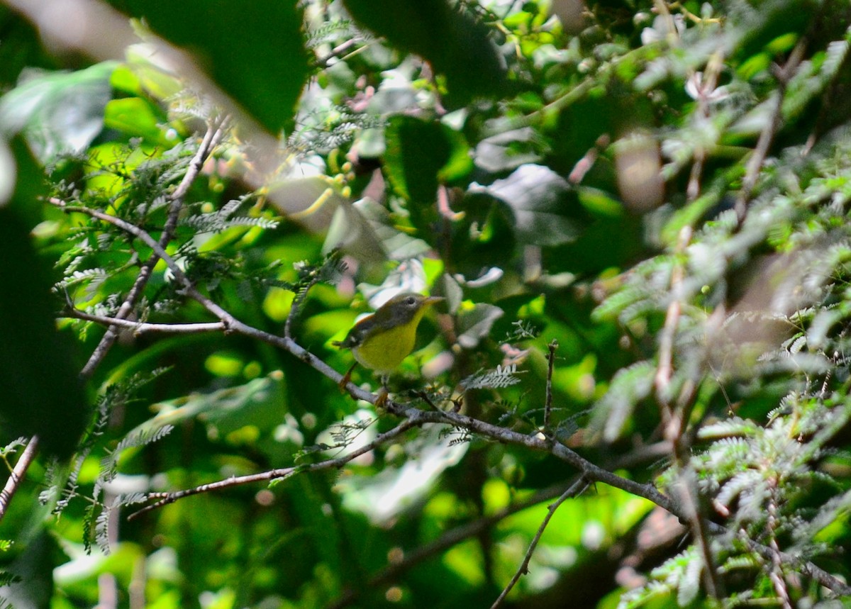 Northern Parula - ML643309534
