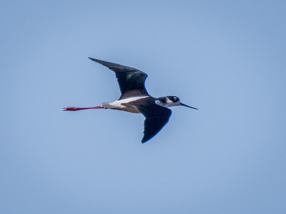 Black-necked Stilt - ML643309545