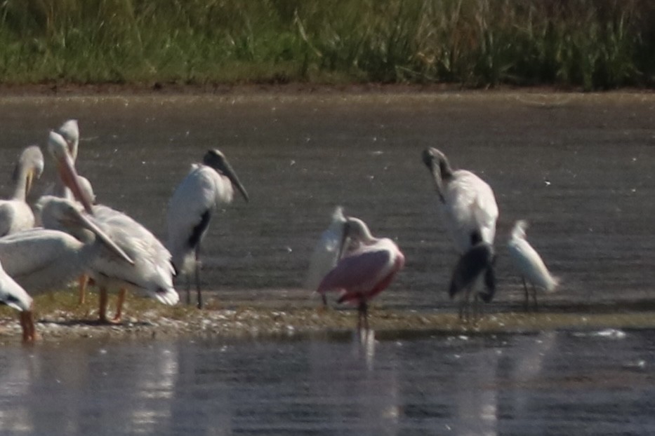 Wood Stork - ML643309546