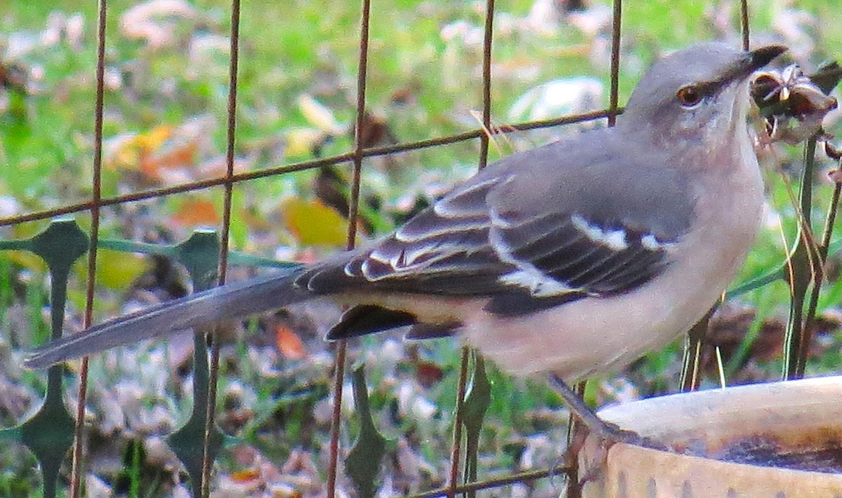 Northern Mockingbird - ML643309547