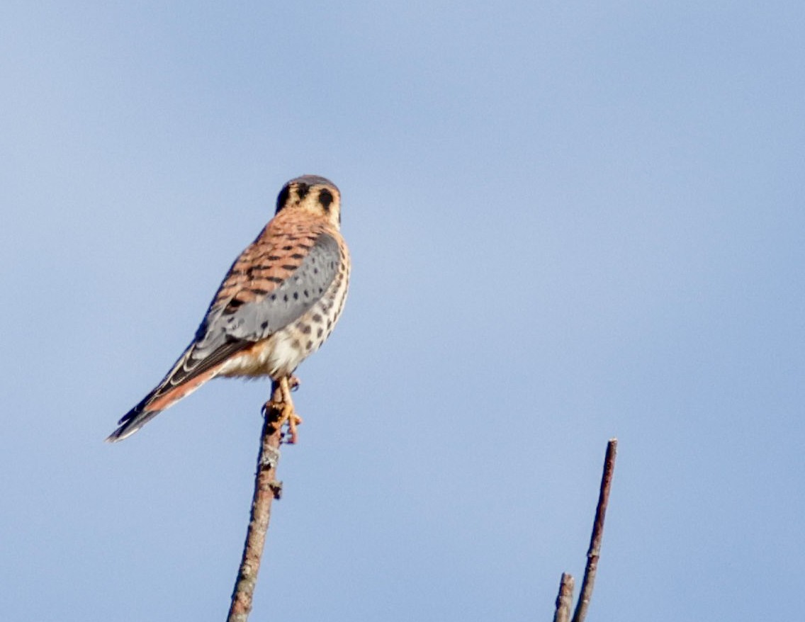 American Kestrel - ML643309550