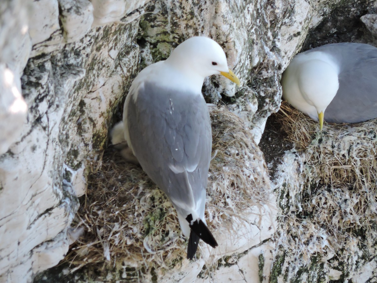 Black-legged Kittiwake - ML643309563