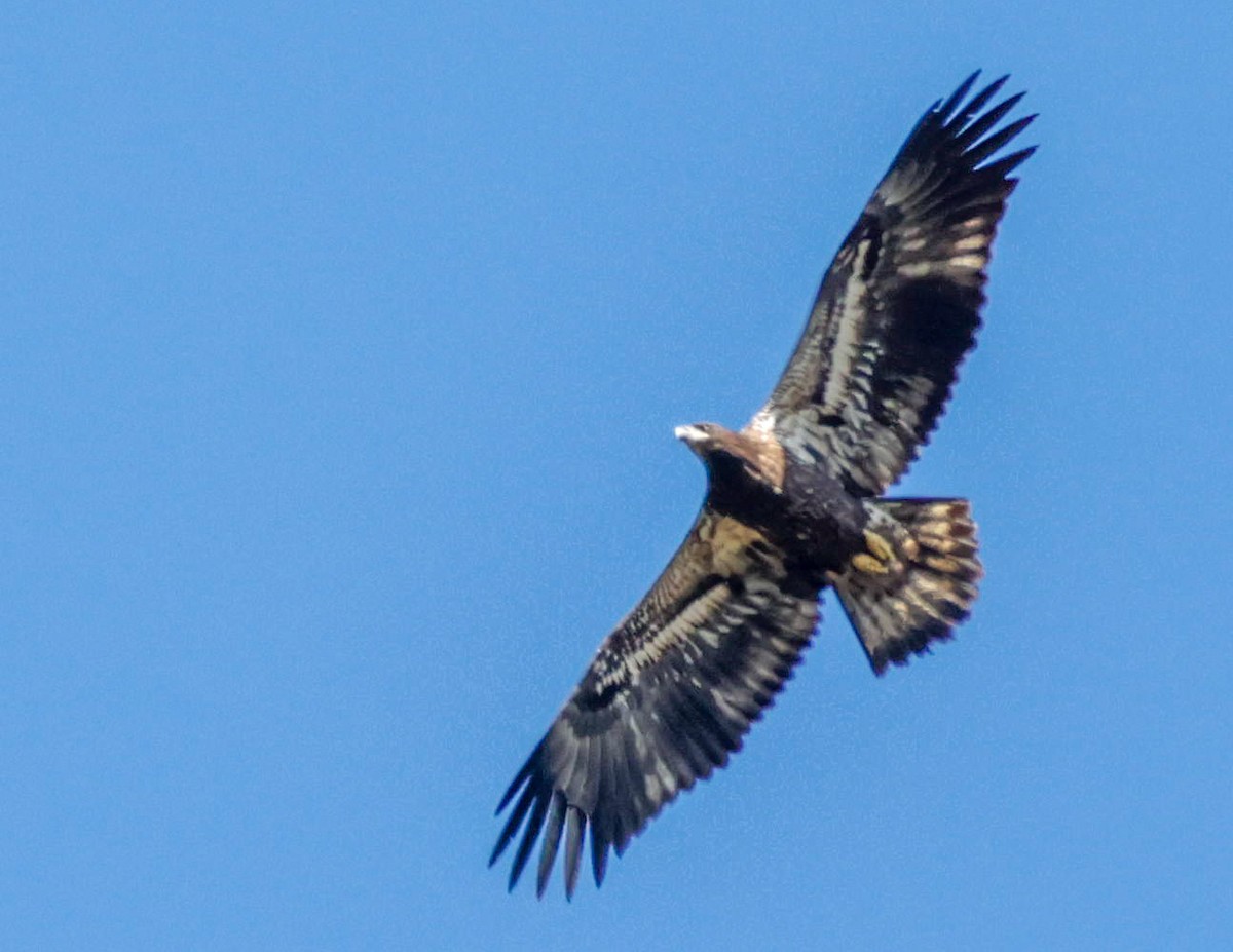 Bald Eagle - ML643309568