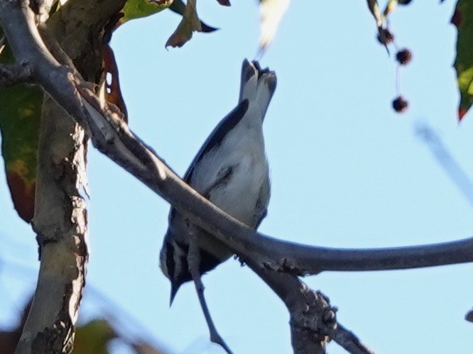 Golden-winged Warbler - ML643309584