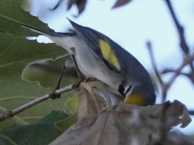 Golden-winged Warbler - ML643309585