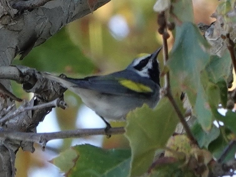 Golden-winged Warbler - ML643309586