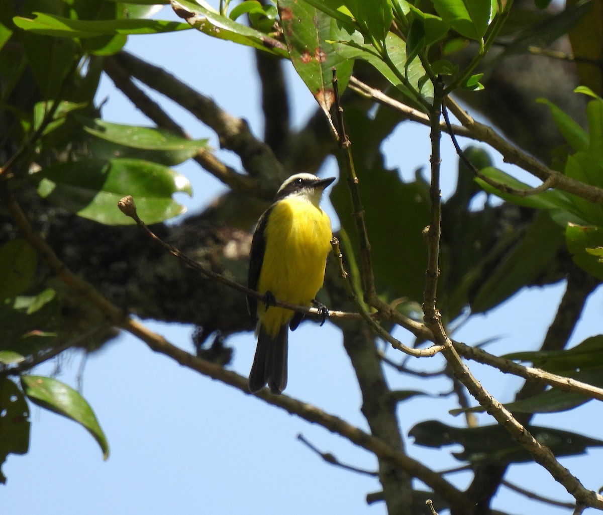 White-ringed Flycatcher - ML643309617