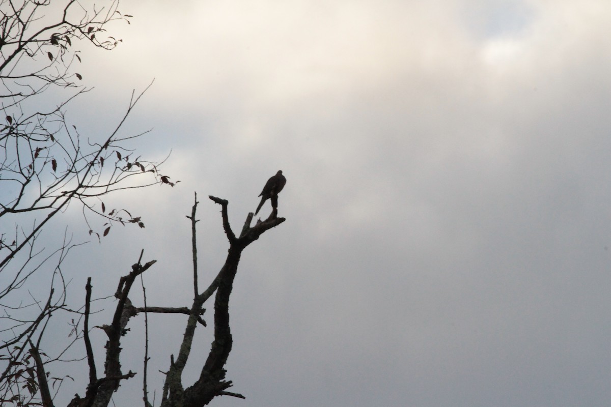Mourning Dove - ML643309620