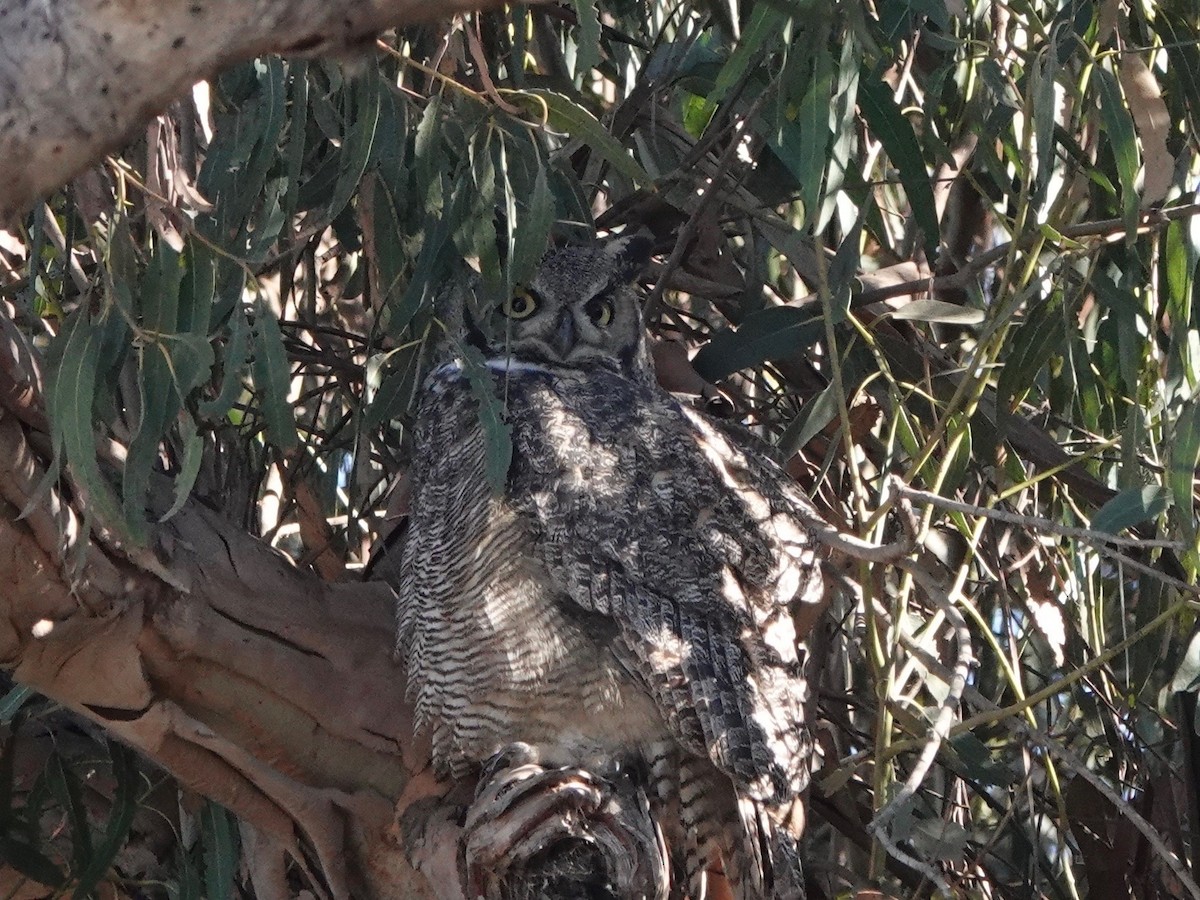 Great Horned Owl - ML643309627