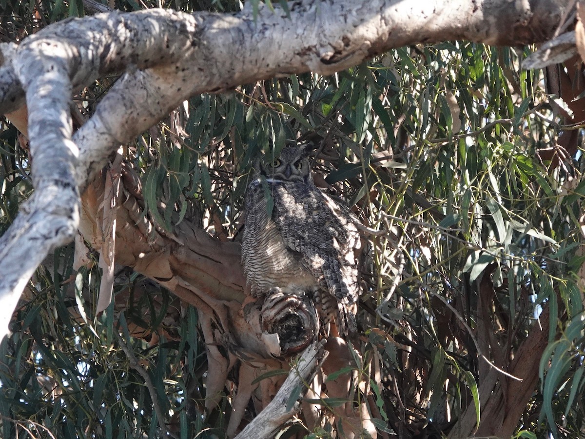 Great Horned Owl - ML643309628