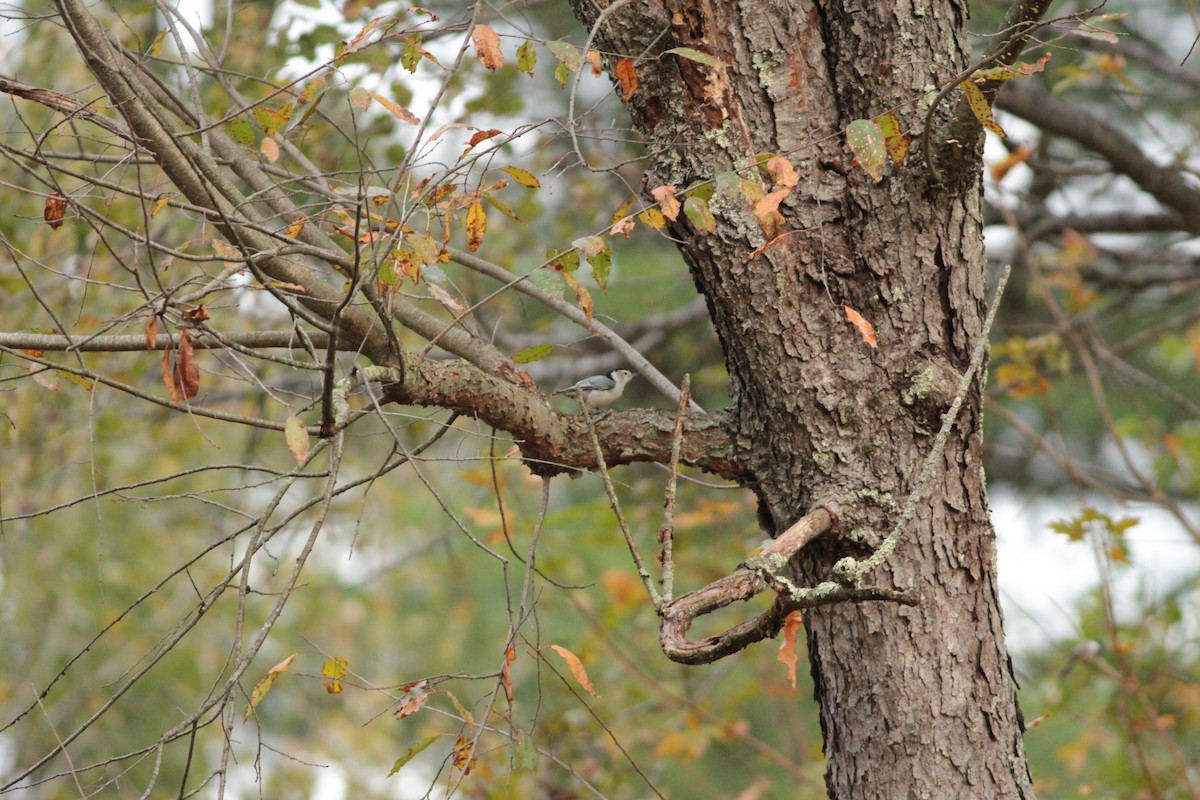 White-breasted Nuthatch - ML643309631