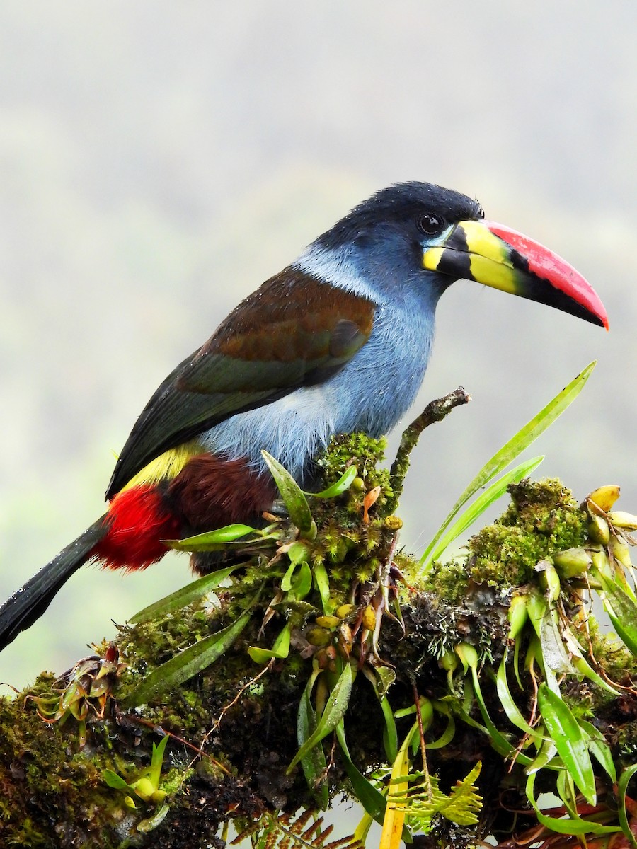 Gray-breasted Mountain-Toucan - ML643309635