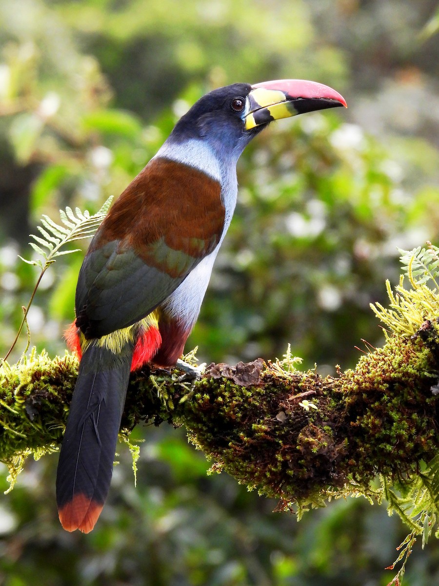 Gray-breasted Mountain-Toucan - ML643309636