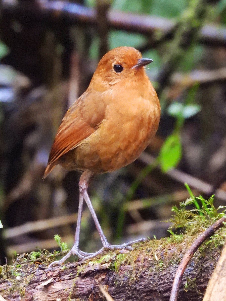 Equatorial Antpitta - ML643309650