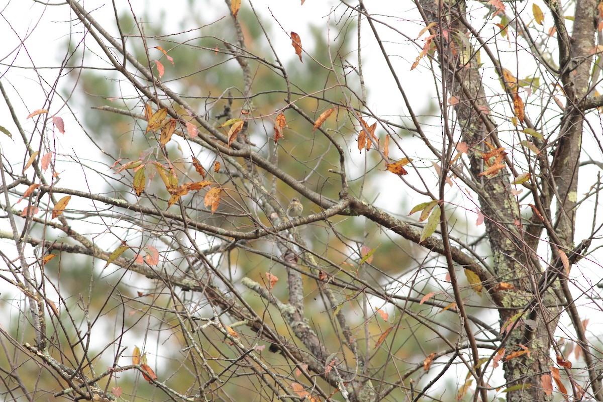 Yellow-rumped Warbler - ML643309651