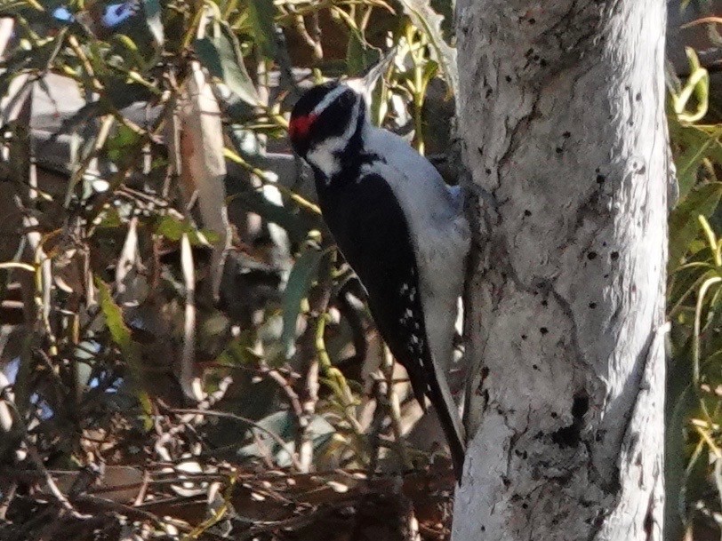 Hairy Woodpecker - ML643309653
