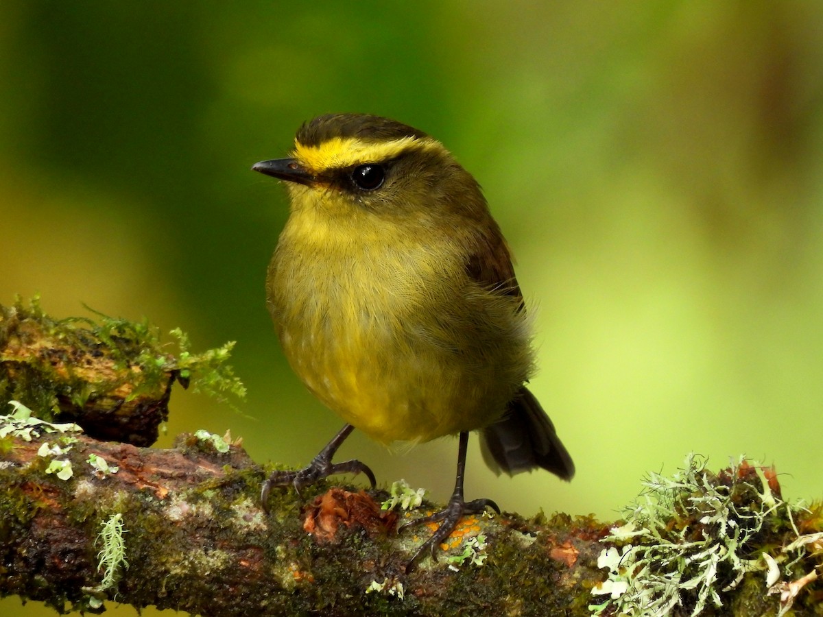 Yellow-bellied Chat-Tyrant - ML643309663