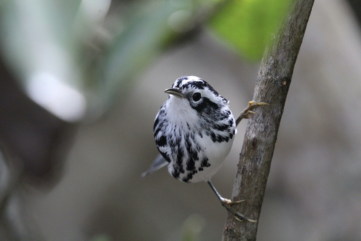 Black-and-white Warbler - ML643309695