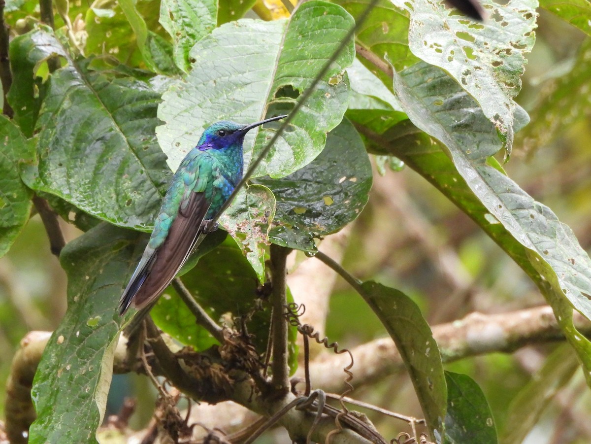 Colibri d'Anaïs - ML643309697